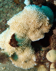 Montipora capitata