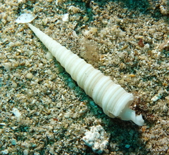 Terebra