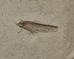 Hermenias rivulifera