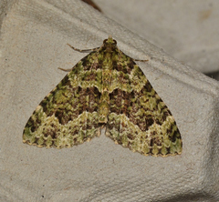 Austrocidaria erasta