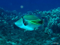 Rhinecanthus rectangulus