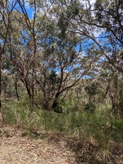 Eucalyptus microcarpa
