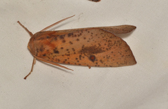 Plesanemma altafucata