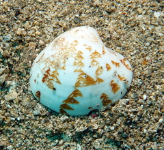 Lioconcha hieroglyphica