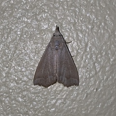 Hyamia unicolorata