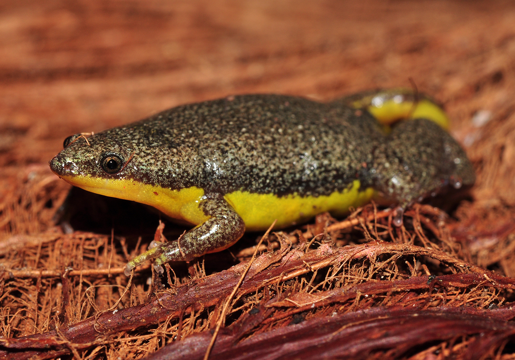 Two-colored oval frog
