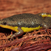 Two-colored Oval Frog - Photo (c) Pedro Ivo, some rights reserved (CC BY-NC), uploaded by Pedro Ivo