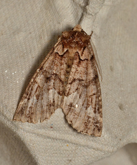 Chlenias ochrocrana