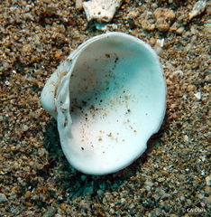 Lioconcha hieroglyphica