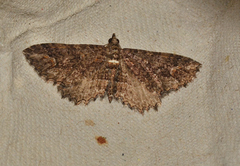 Chrysolarentia plesia