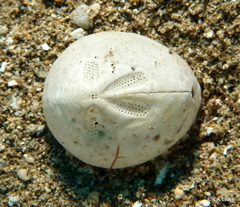 Echinoidea