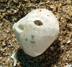 Echinoidea