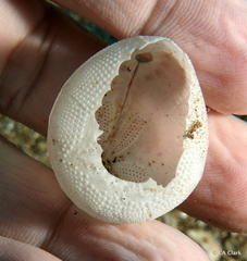 Echinoidea
