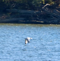 Larus delawarensis