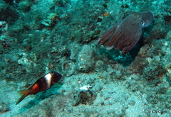 Parupeneus multifasciatus