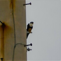 Falco femoralis