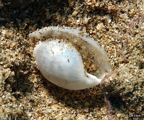 Atys kuhnsi observed 2022-09-30