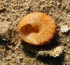 Trochus intextus