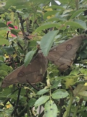 Opodiphthera eucalypti