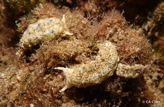 Plakobranchus ocellatus