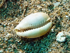 Cypraeidae