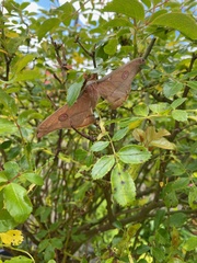 Opodiphthera eucalypti