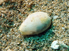 Cypraeidae