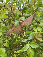 Opodiphthera eucalypti