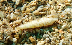 Terebridae