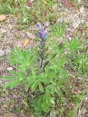 Lupinus bracteolaris