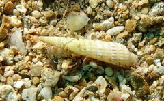 Terebridae