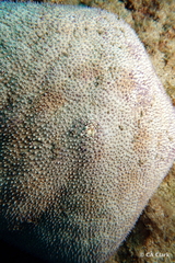 Culcita novaeguineae