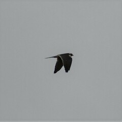Falco femoralis