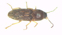 Aeoloderma