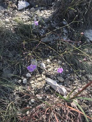 Agalinis edwardsiana