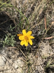 Thelesperma simplicifolium