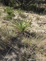 Yucca reverchonii