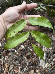 Carya aquatica