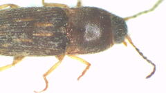 Aeoloderma