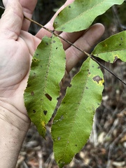 Carya aquatica