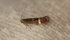 Aproaerema simplexella