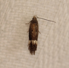 Aproaerema simplexella