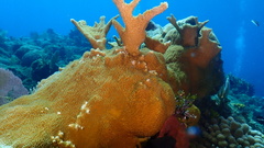 Acropora palmata
