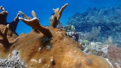 Acropora palmata