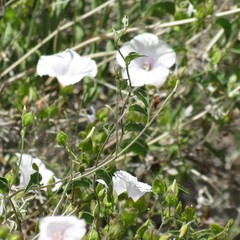 Jacquemontia pringlei