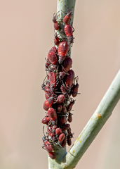 Oncopeltus fasciatus