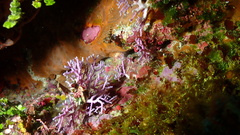 Stylaster roseus