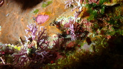 Stylaster roseus