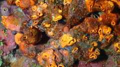 Hyattella cavernosa