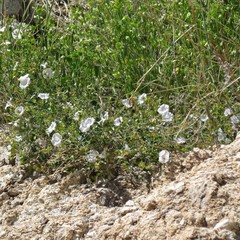Jacquemontia pringlei